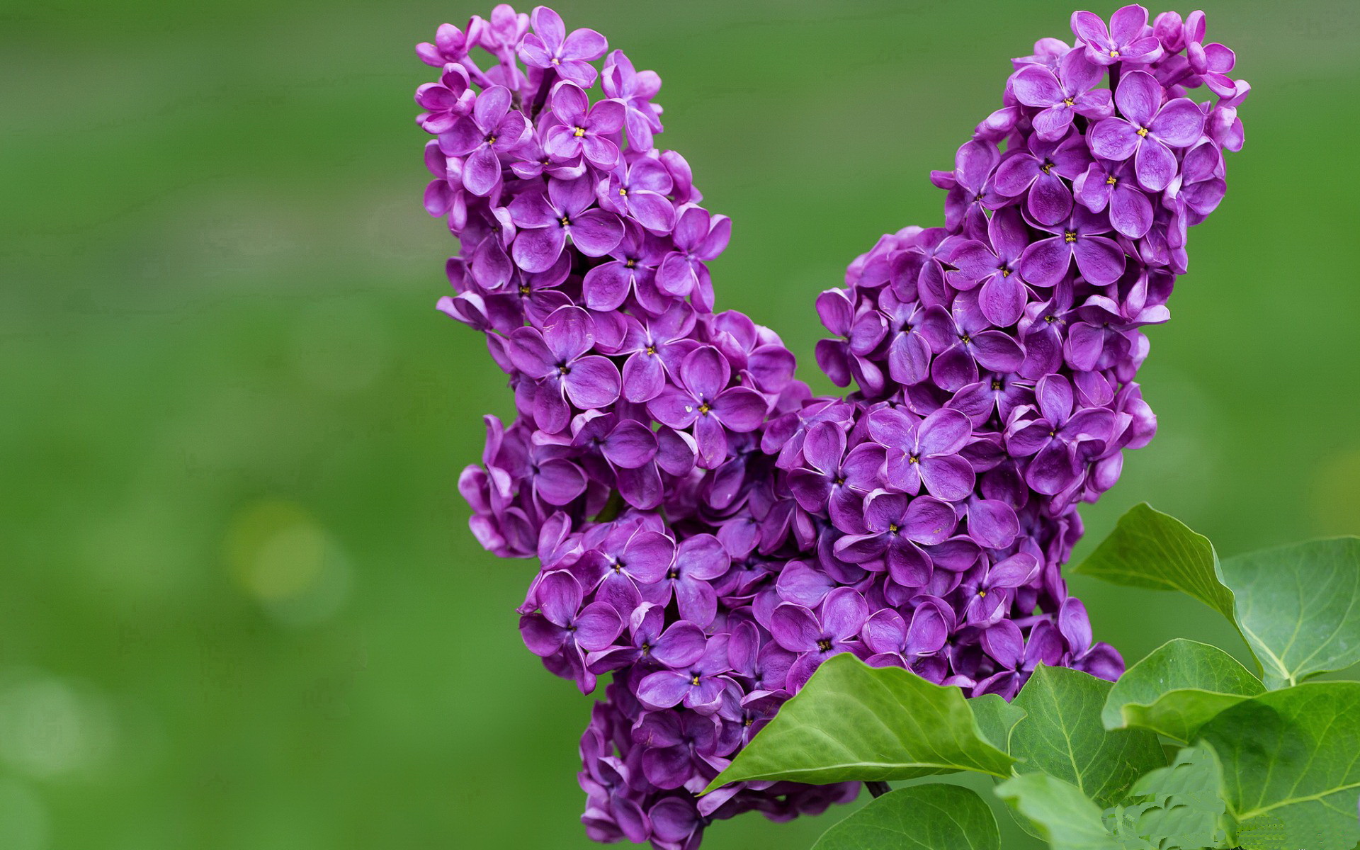 在线视频赛事-上海球队实现连胜，士气高涨，上海几只球队