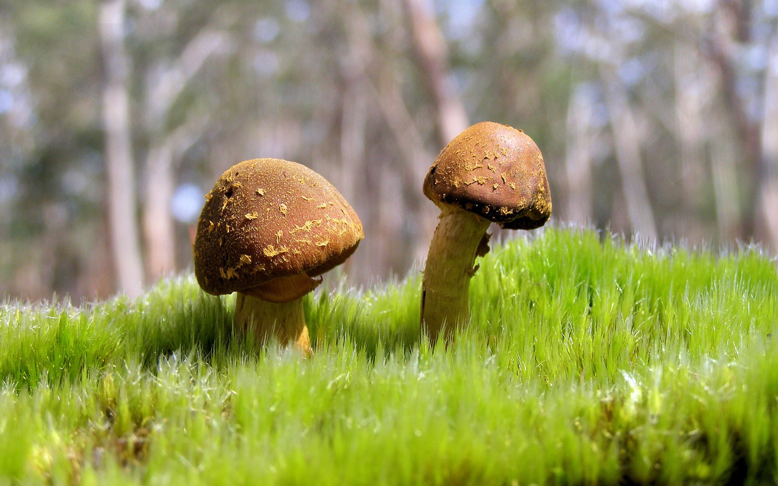 日本足球小将表现令人期待,日本足球小将表现令人期待的是谁