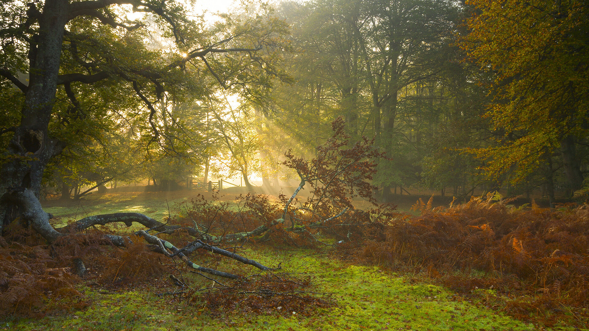 荷兰马术队在巴黎奥运会障碍赛团体决赛中获得第五名,展现强大实力。